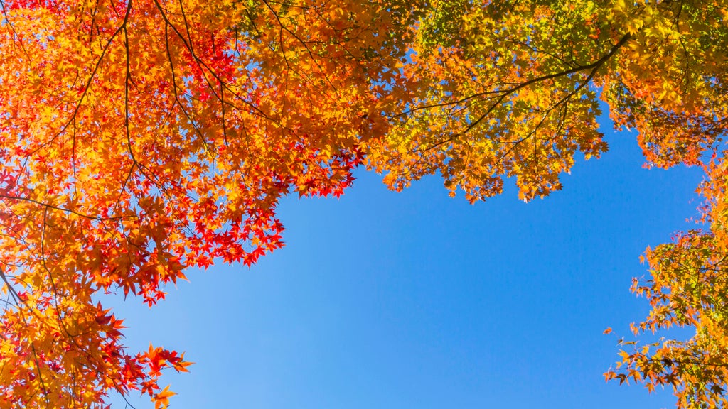 Sunny Friday in Twin Cities with mostly dry Halloween weekend — Coon Rapids Sports news