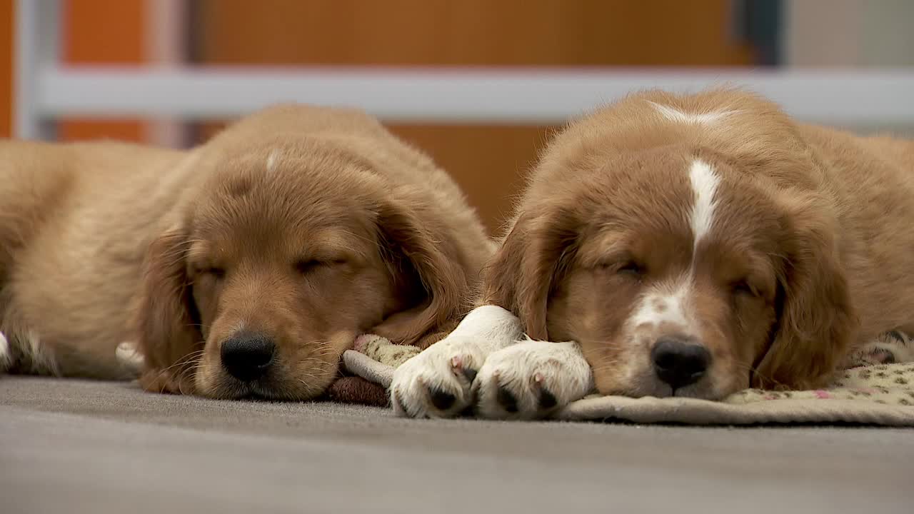 36 dogs rescued from unlicensed breeder in Cass County — Coon Rapids Community news